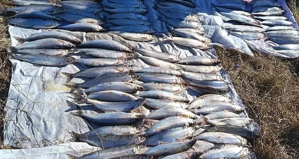 В Бурятии полицейские ночью задержали двоих с 226 омулями